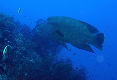 Raja Ampat 2016 - Cheilinus undulatus - Humphead Wrasse - Poisson Napoleon - IMG_4574_rc
